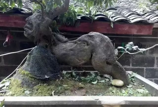 象形式盆景造型特点以及精品鉴赏