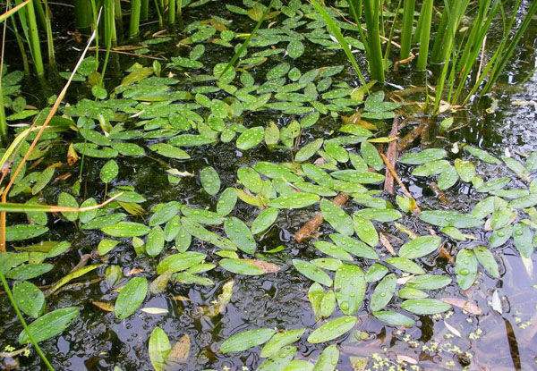 农村水田里才有的"野草",专门浮在水面上,晒干能泡茶,解油腻