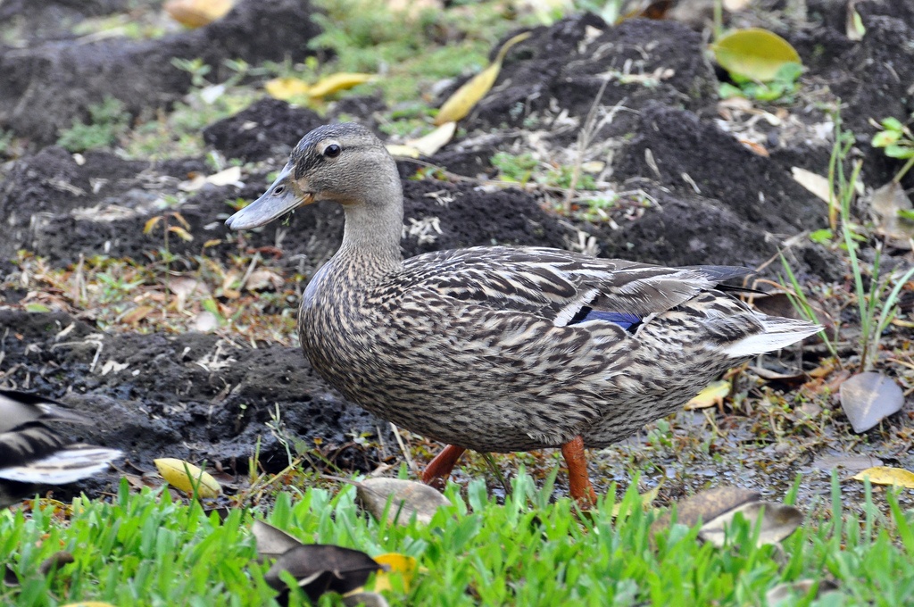 动物知识普及——夏威夷鸭