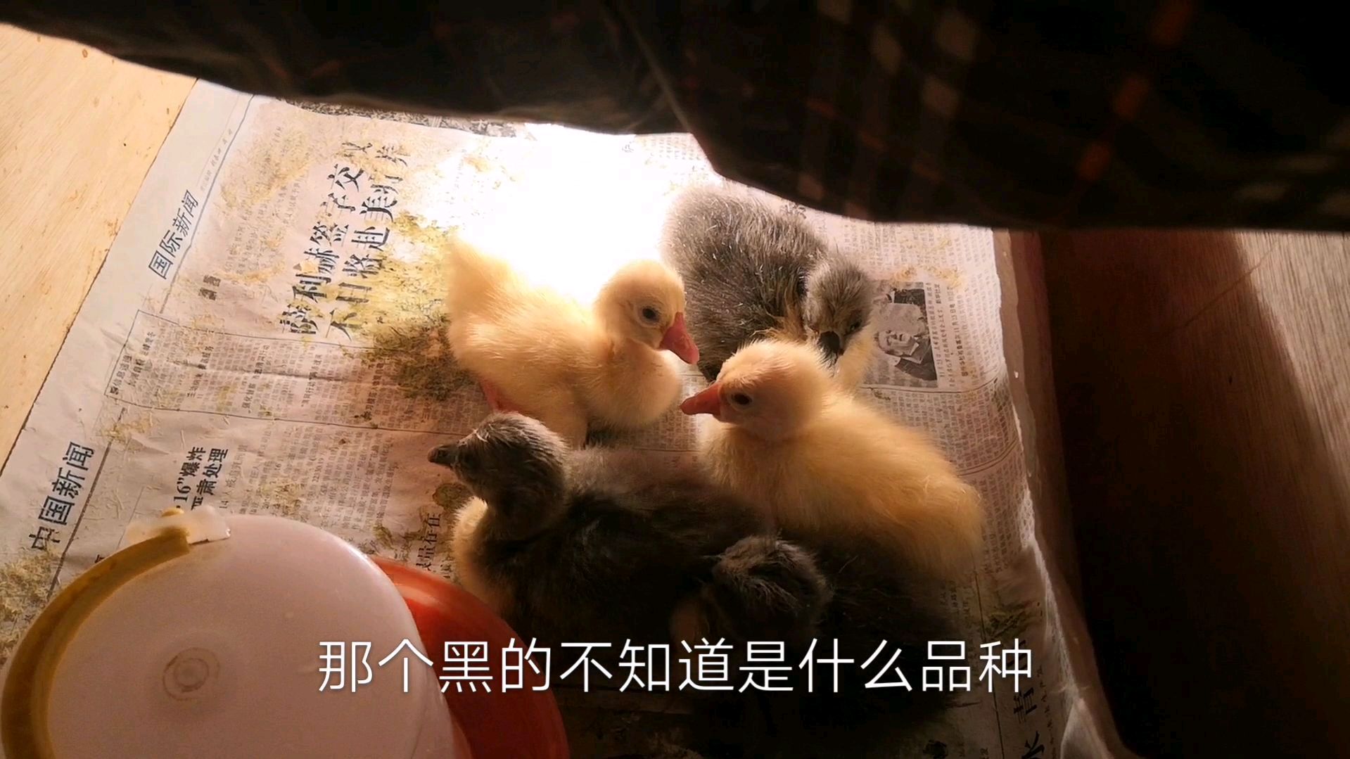 小白同志日常悠闲养殖生活