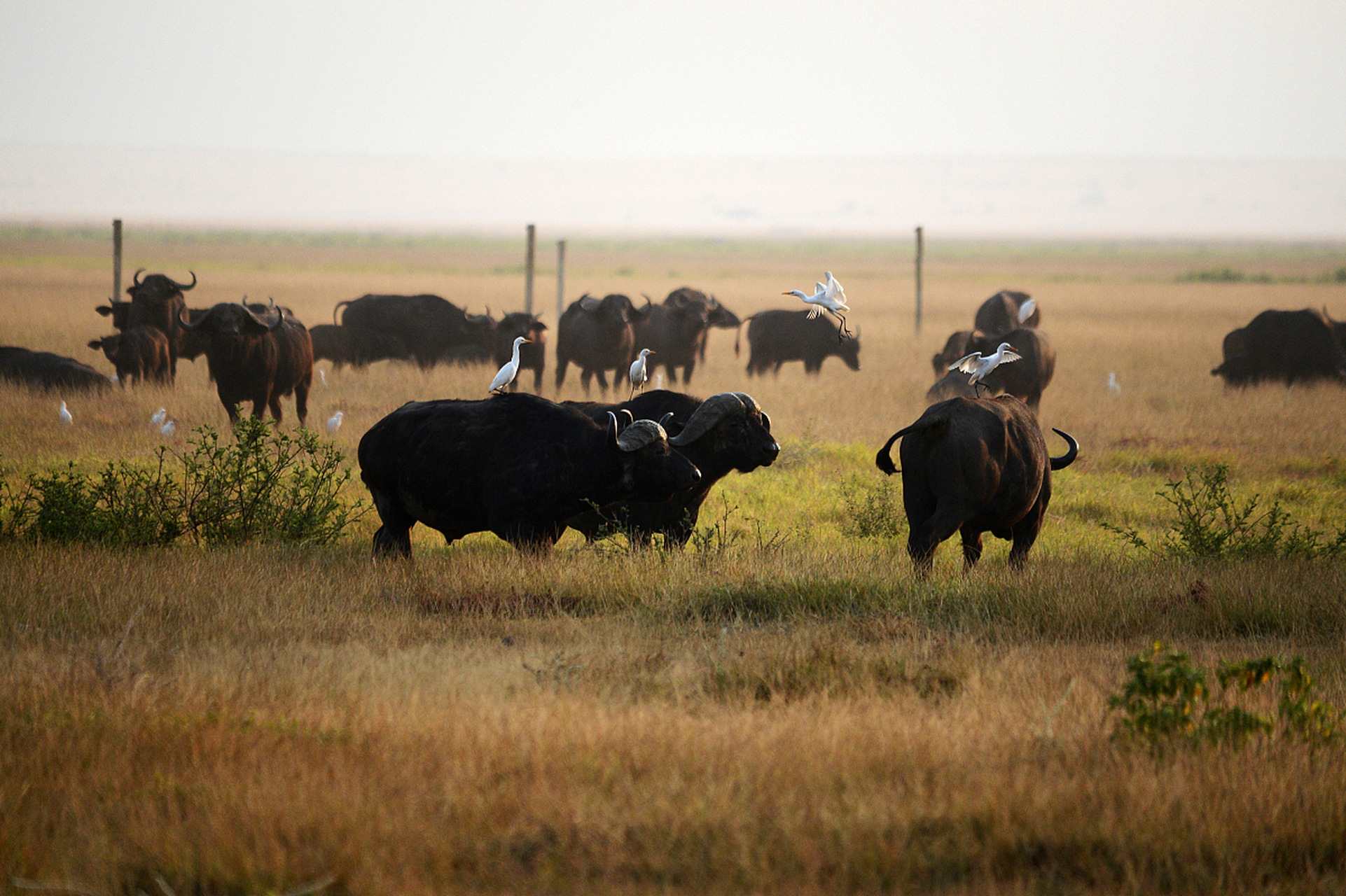 美洲野牛有两种,一种是西部野牛(bison bison americanus),另一智是