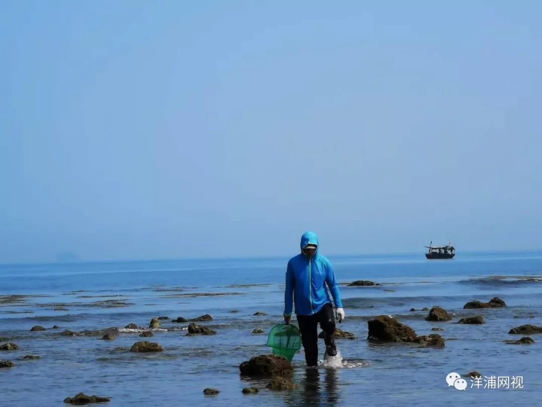 走读洋浦:赶海的干冲人,爱吃清蒸青口贝,味道鲜美