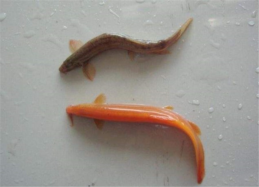 泥鳅- 热门商品专区