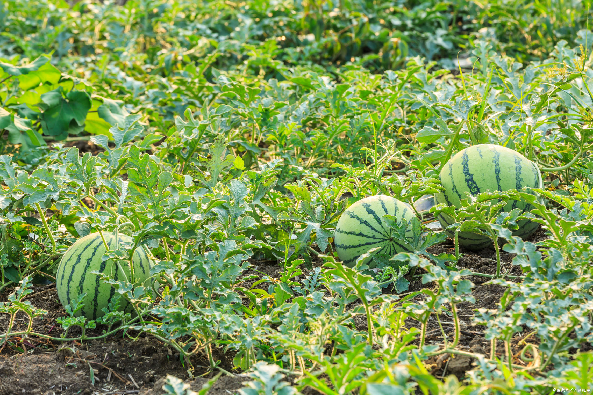 「碧蔓凌霜卧软沙,年来处处食西瓜」降温去暑,九首西瓜诗词欣赏