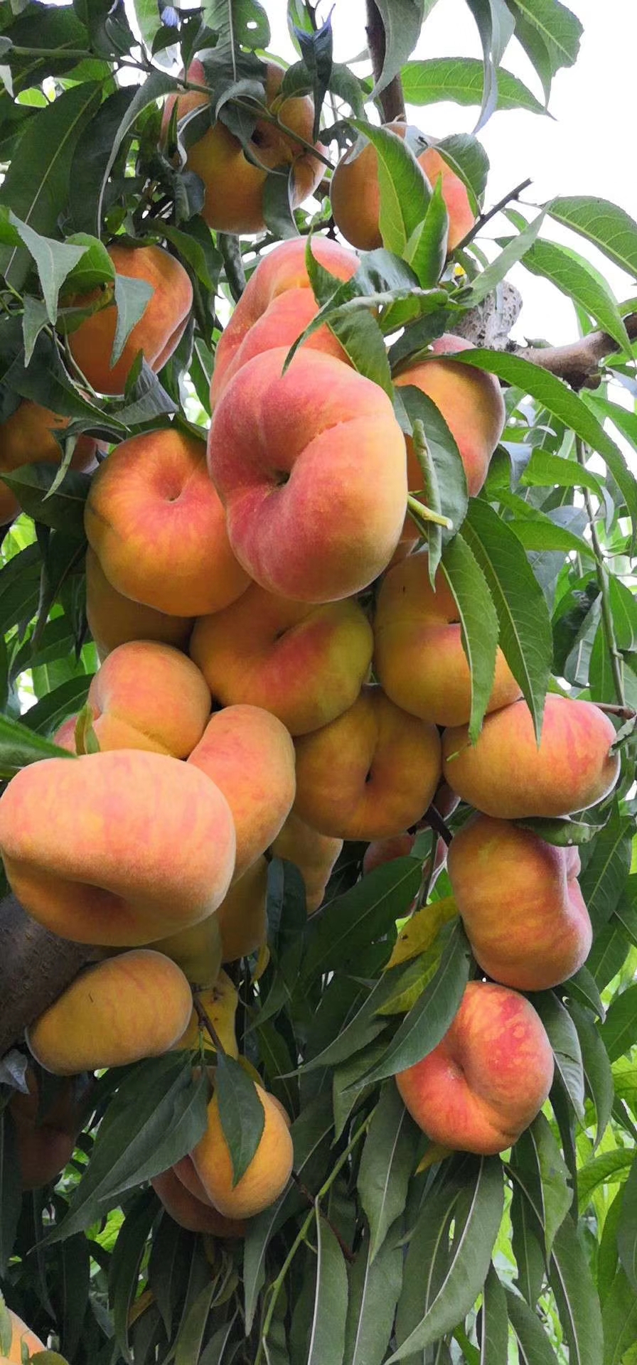 蟠桃- 热门商品专区