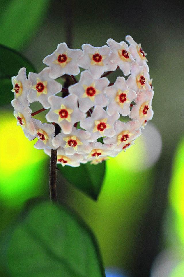 "绣球"长在吊兰上,做好这5点,叶片油亮"拳头花"整个阳台开