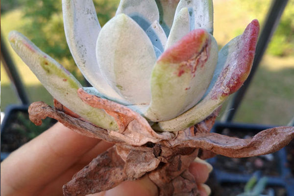 初霜——多肉界颜值担当,才见它一眼就想自己养一棵了!