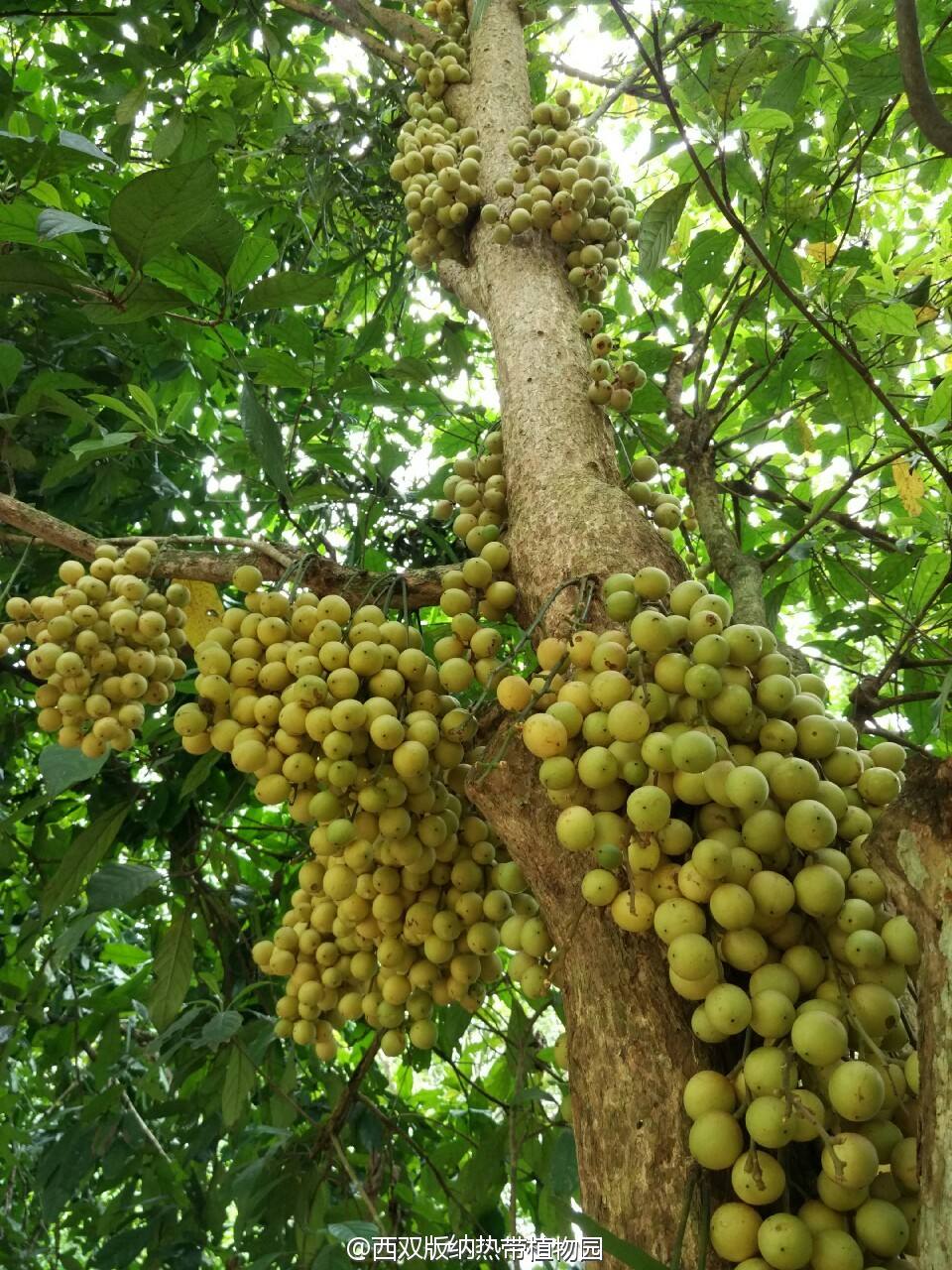 这两个孤独的木奶果,是被其它的木奶果孤立了吗?