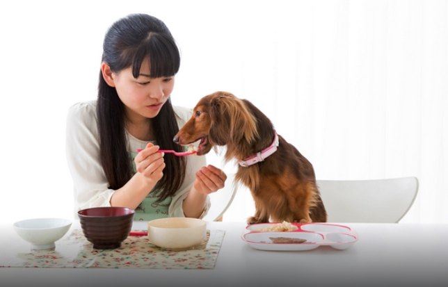 四个充分的理由,可以将人类食物喂给狗吃!