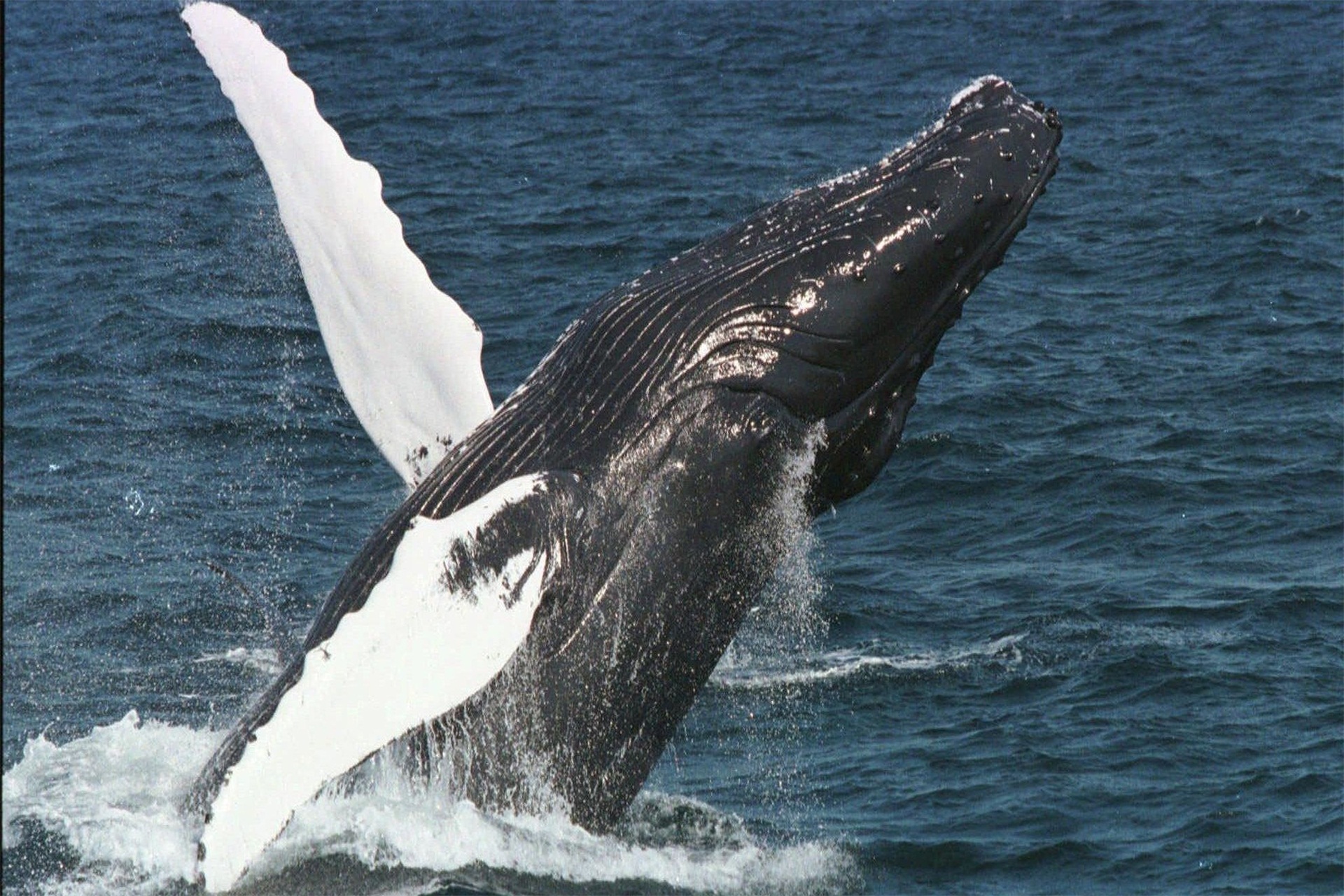 生下来就有6米长的长须鲸,虽然体型庞大,却已经濒临灭绝