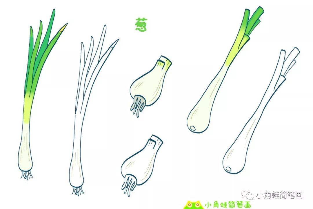 白菜,卷心菜,花菜,西兰花,洋葱,葱简笔画