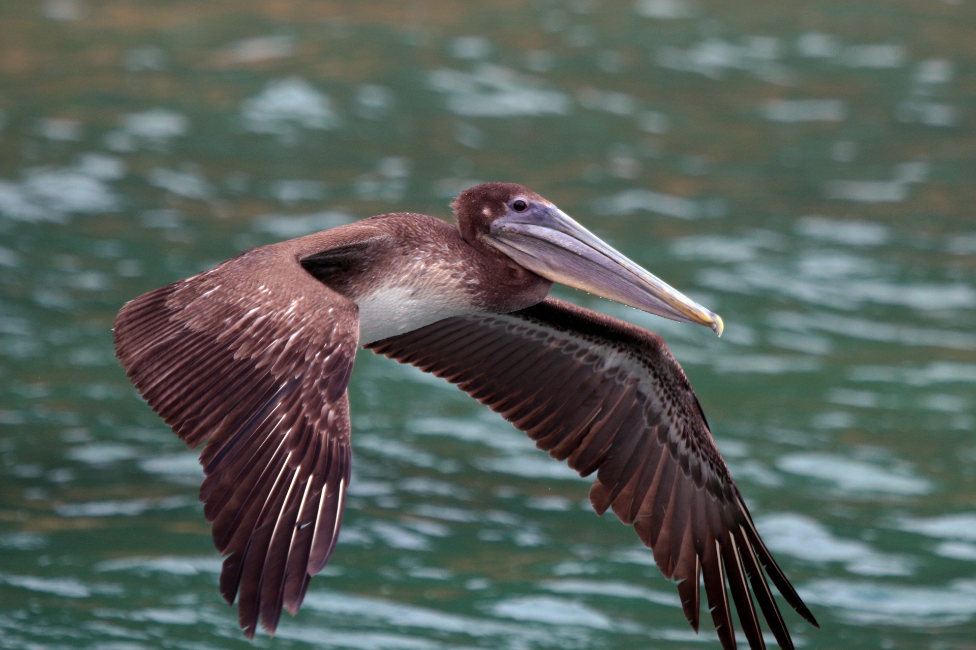 美国最常见的海鸟褐鹈鹕,也是最小的鹈鹕,但它的身体长度1.2米