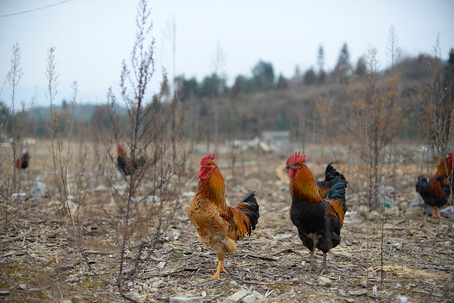 山地养鸡可以选择哪些品种?
