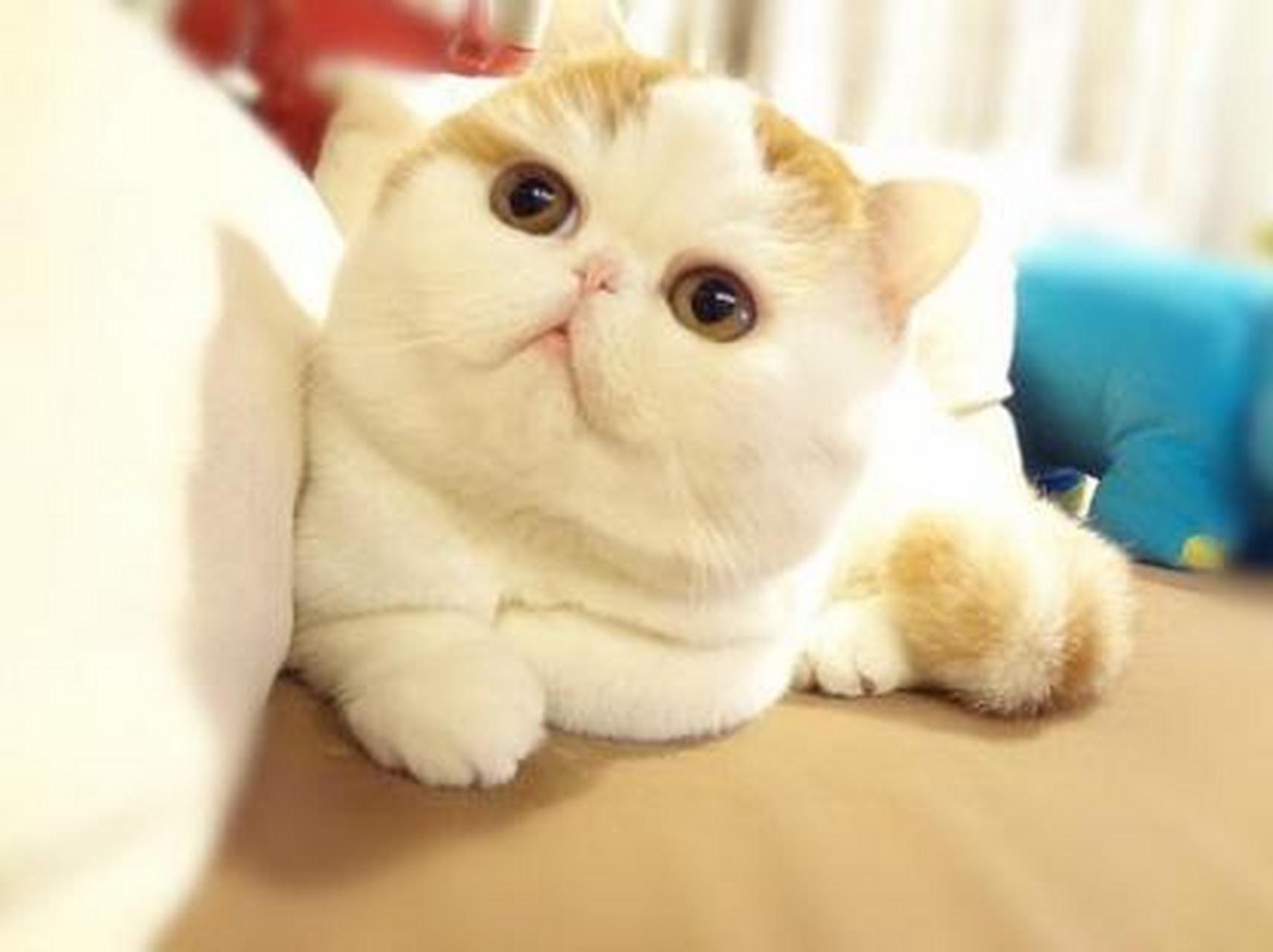 "屁屁听懂了一样,喵啊喵来到我身边,用头蹭蹭我,再头靠着我的头睡觉.