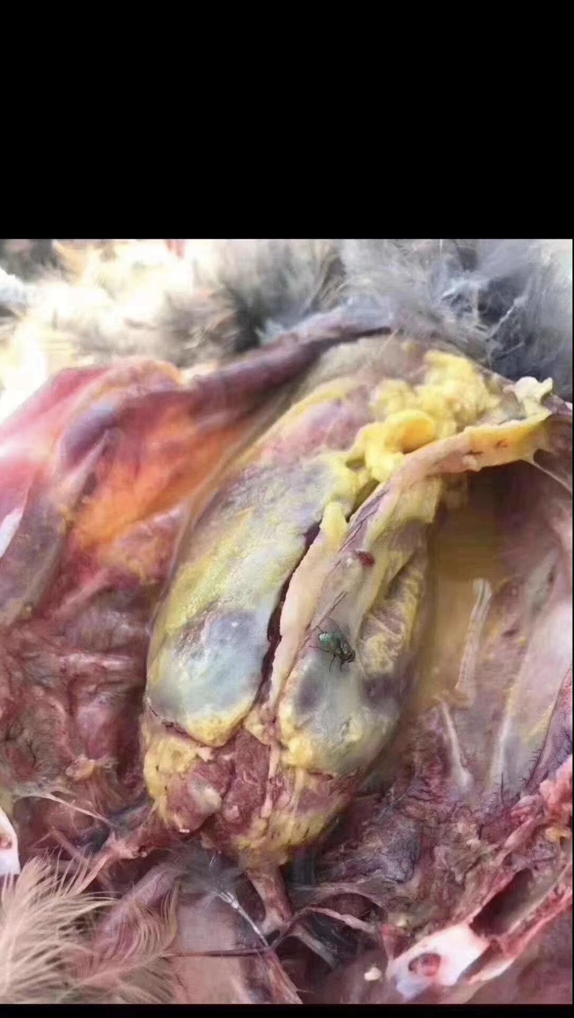 鸡大肠杆菌的病理