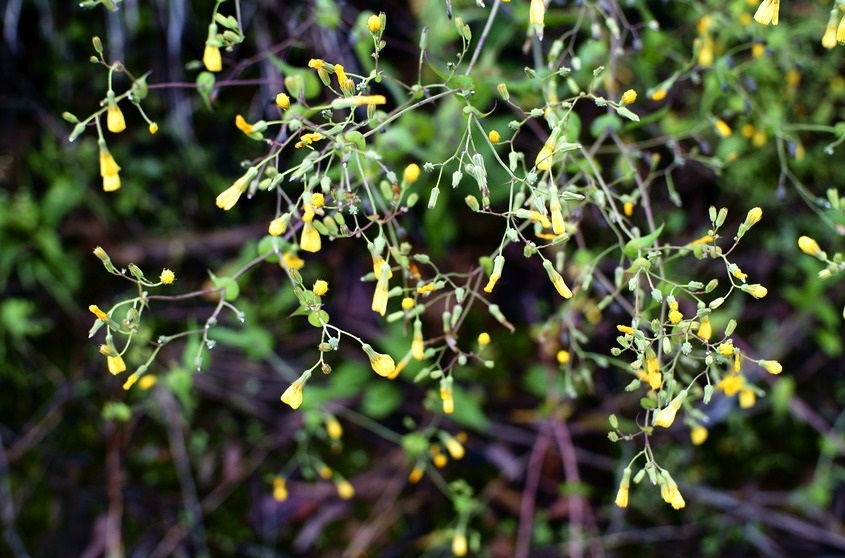 一种饲用药用价值均高的"苦碟子",一般人都不认识