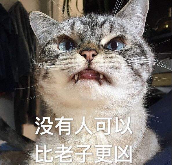 猫表情包含义图片