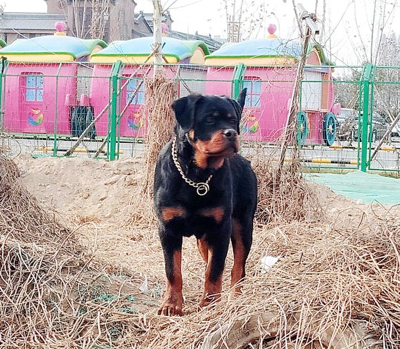 罗威纳不苟言笑,出门从来不笑,罗威纳:冷酷到底!