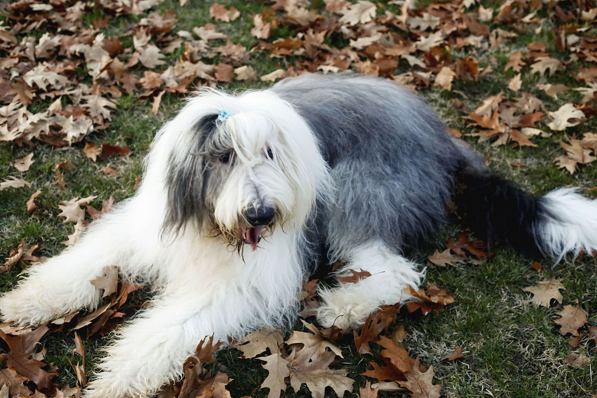 英国本土犬"古代英国牧羊犬",你认识这个品种吗? 古代英国牧羊犬(old 