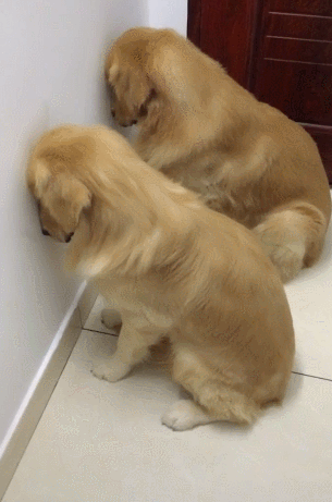 一家拖鞋全被狗啃,主人逼狗面壁思过,一看鞋子网友心服口服!