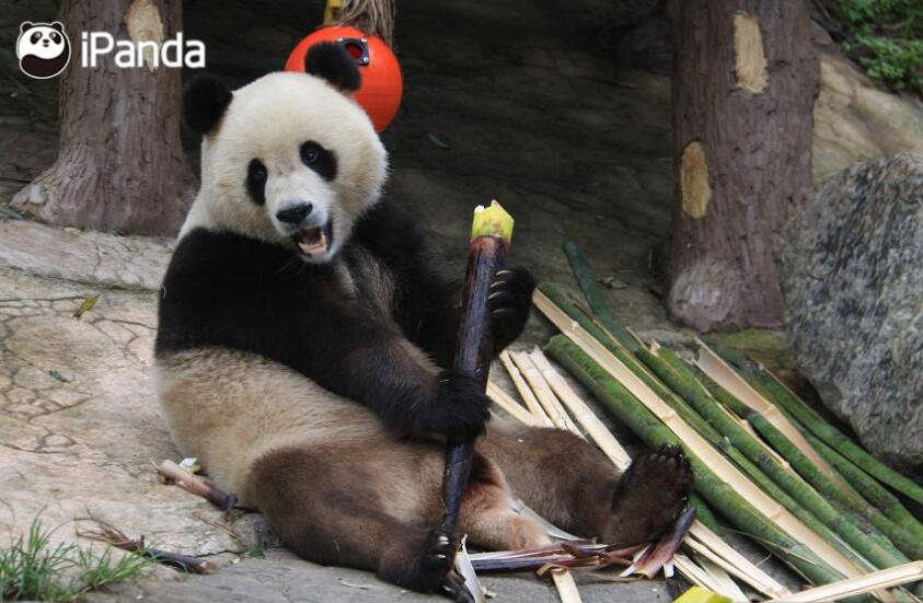 熊猫"蔓越莓"直播秀,一嘴叼3个竹笋,最后一图辣眼睛!