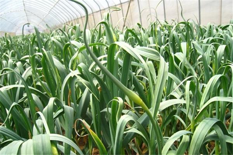 蒜苗种植技巧,只要掌握好温度,可以让蒜苗生长的比较快而壮