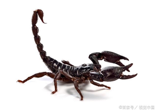 蝎子生长发育的规律,生命阶段划分注意哪些,浅谈蝎子养殖!