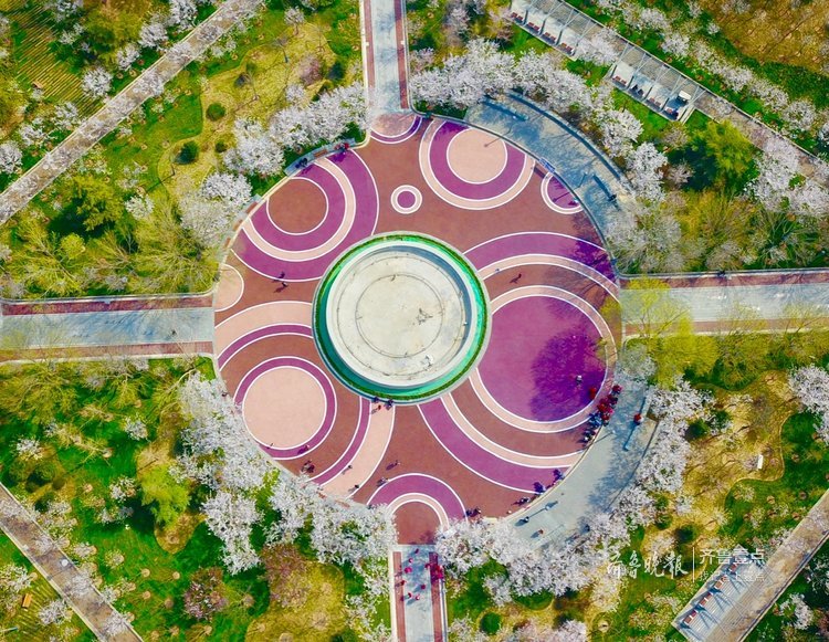 航拍美爆了!打卡樱花盛开的滨湖广场