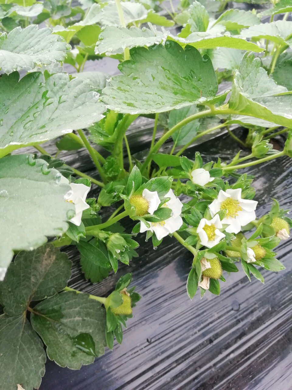 "草莓"不用买,现在种1盆,来年开花结果变10盆,1家人够吃