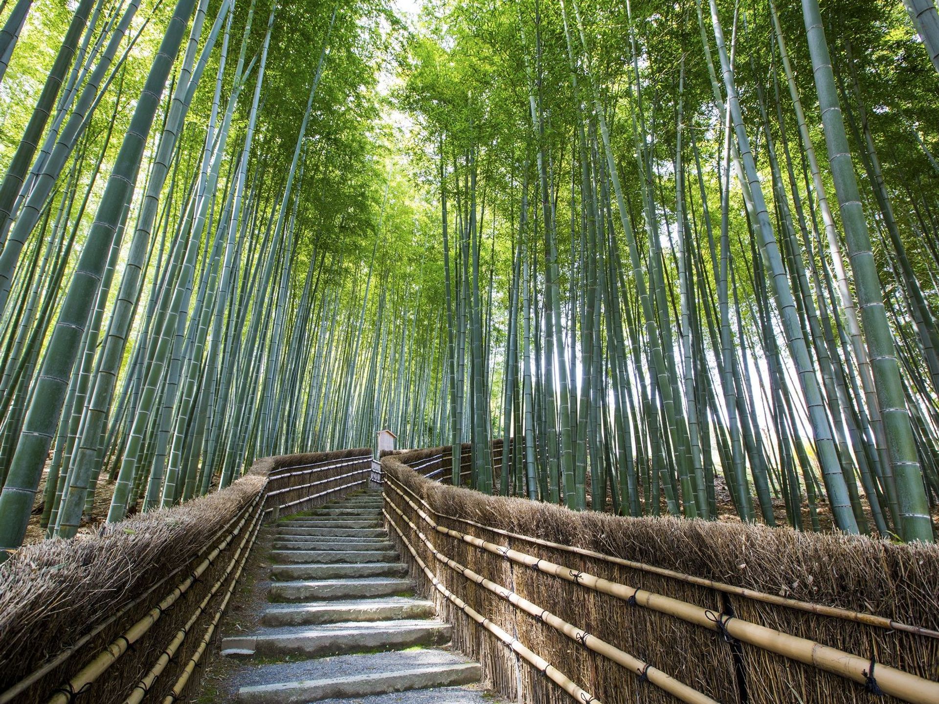 嵯峨野竹林位于日本京都的国家指定古迹——岚山,也难怪日本文化厅会