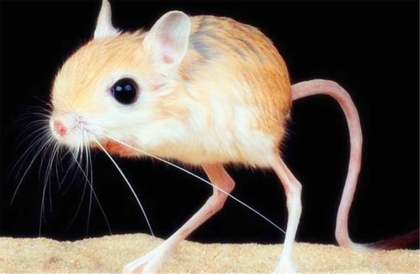 世界上最罕见的九大奇葩动物,有些人可能一种都没见过!