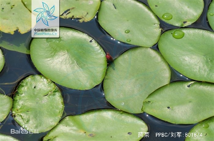 国家Ⅰ级重点保护野生植物 莼菜又名蒪菜,马蹄菜,湖菜