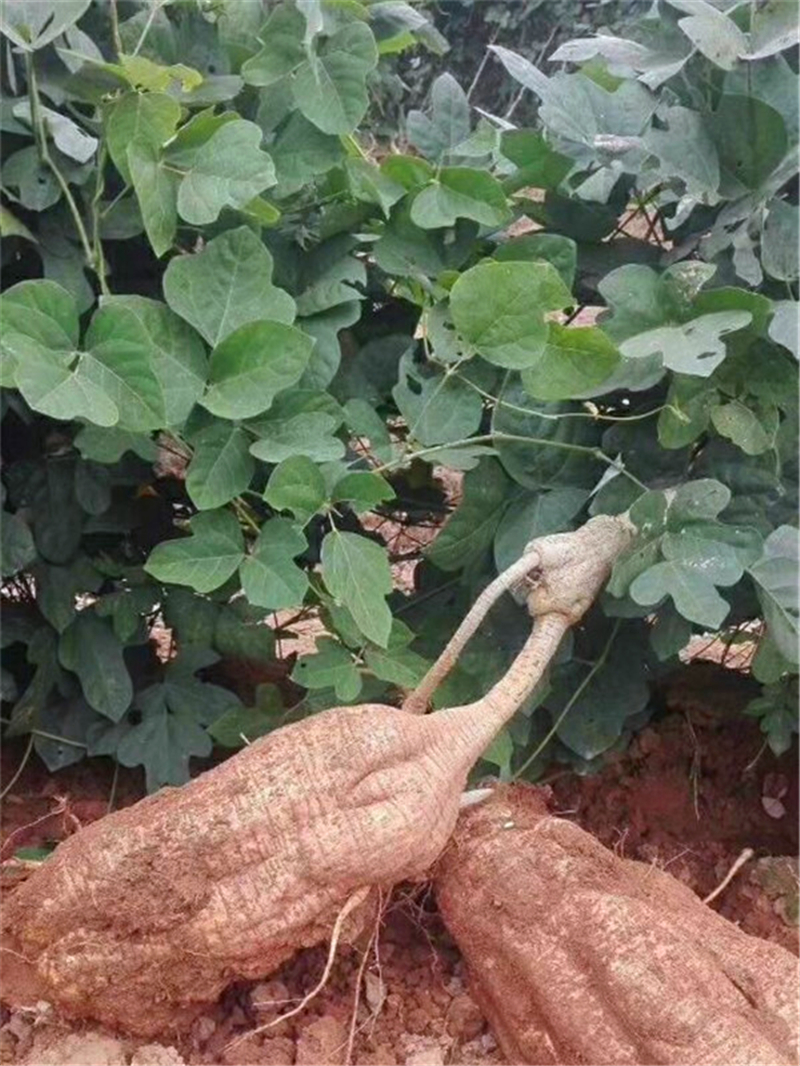 农民通过仿野生方式种植"葛根"丰收,没想到收入还不少!