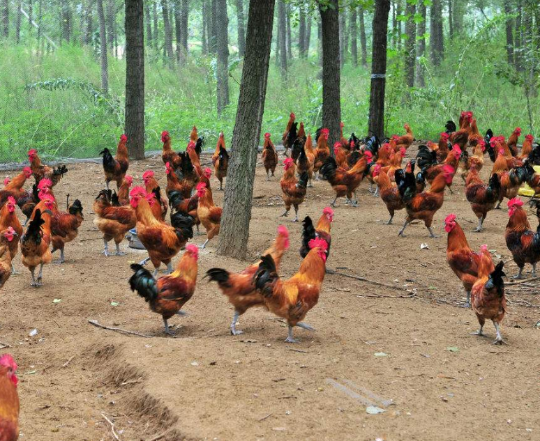 树林养鸡 - 2020年最新商品信息聚合专区 - 百度爱采购