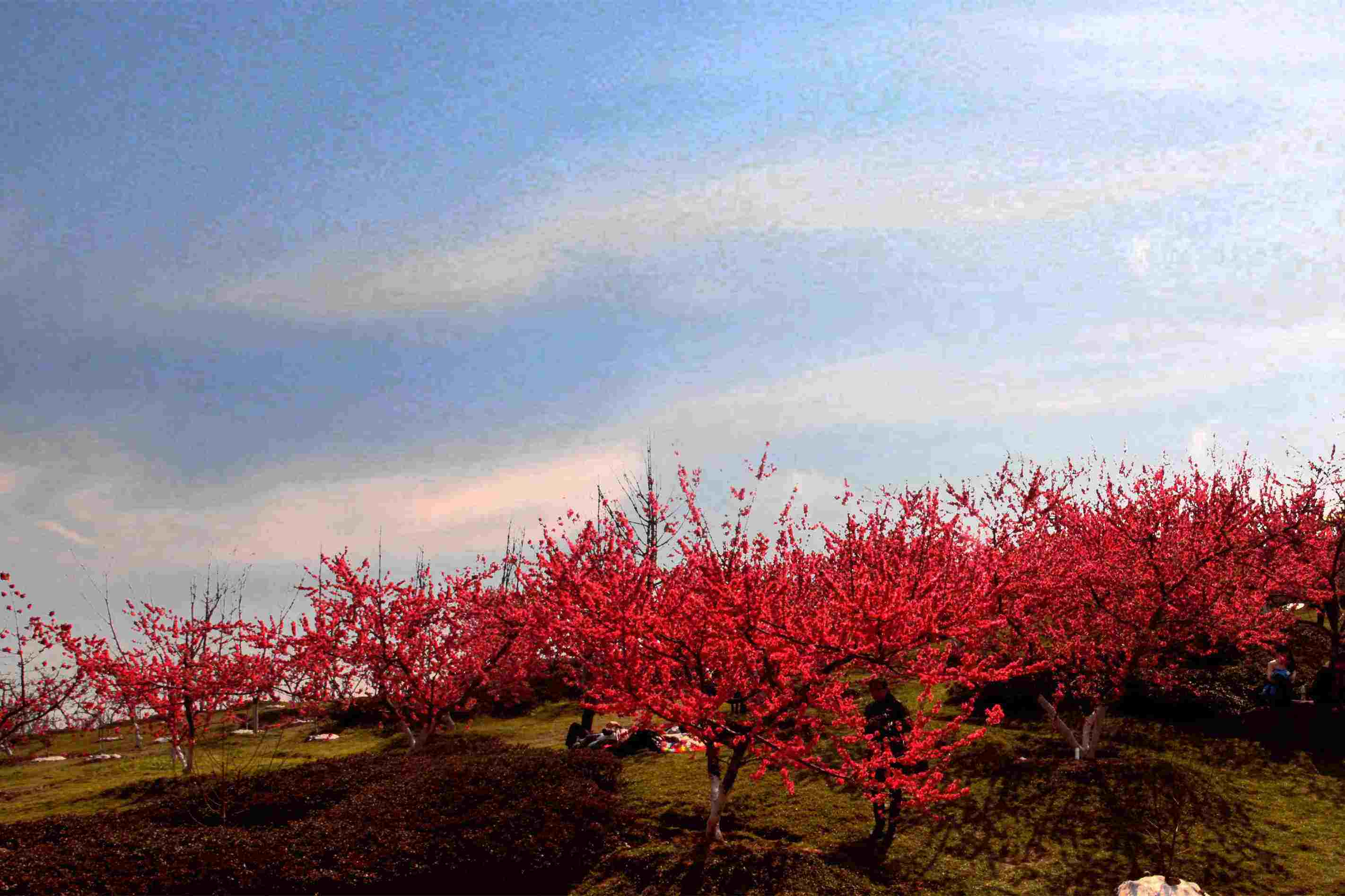 大余梅岭梅花开花时间图片