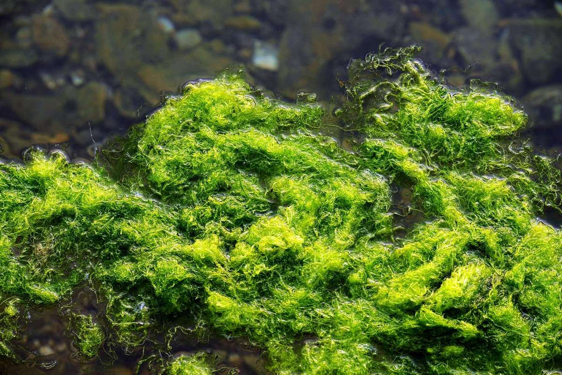 金鱼藻是一种水生植物,可以通过根系,叶片,光合作用和吸收溶解的营养