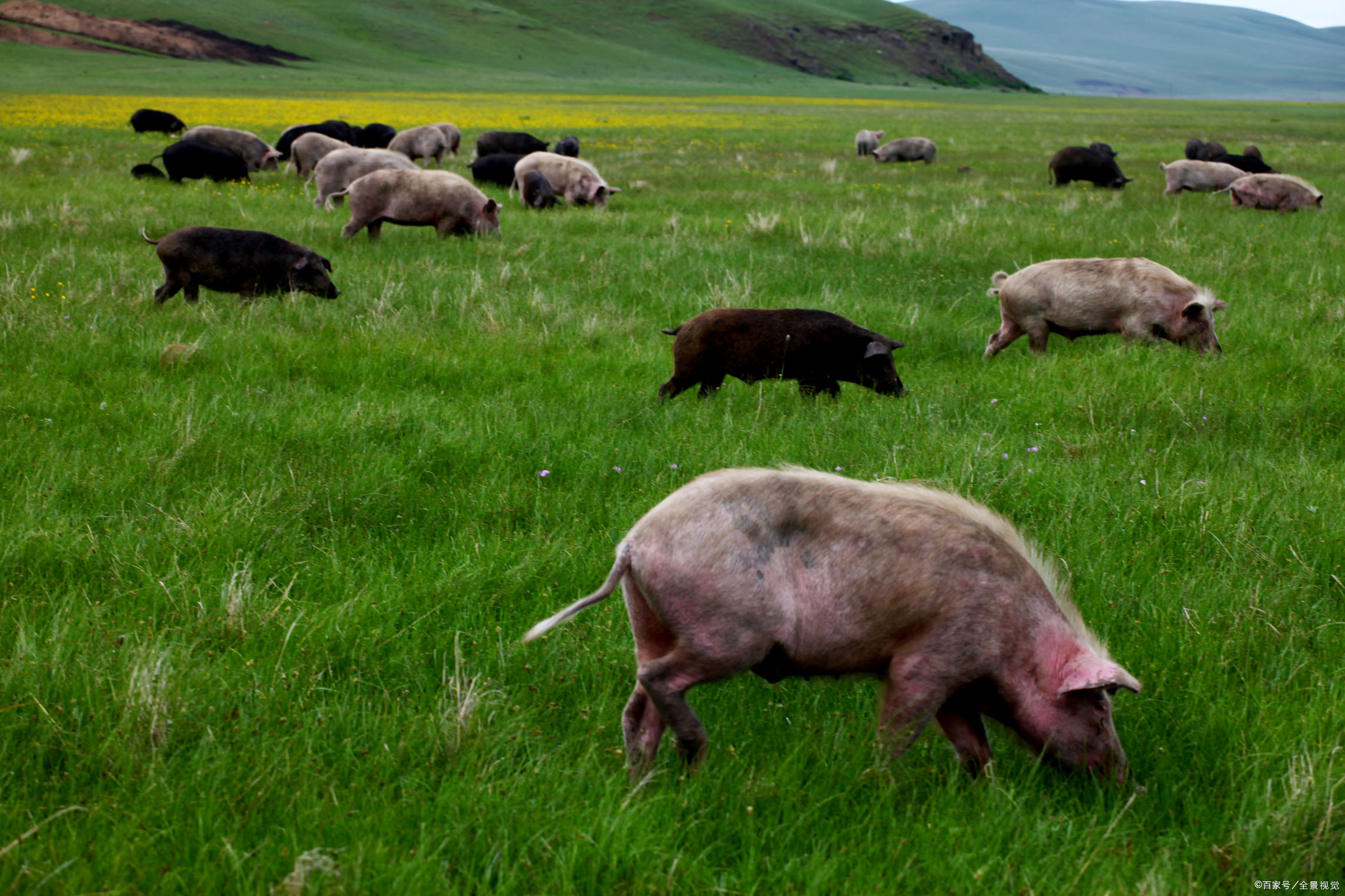 养500头猪 - 2020年最新商品信息聚合专区 - 百度爱采购