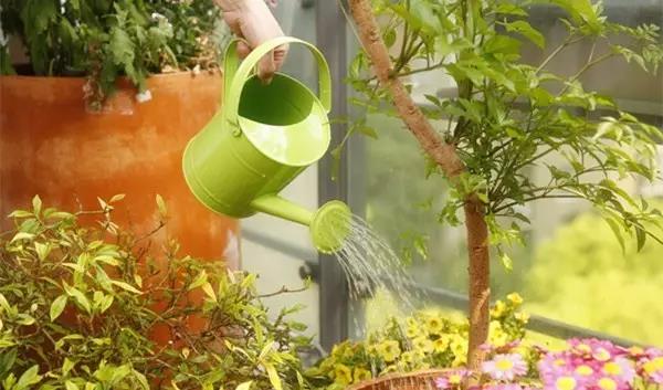 浇花水里加点料,枝繁叶茂品相好,这几种料家家都有