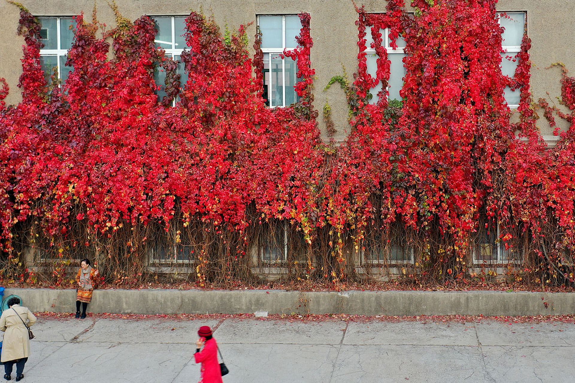 人们相信,在家里摆放一盆红色银柳可以带来好运和幸福. #每日打卡