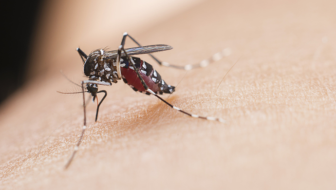 人民日报报道了"抗寒蚊子"?假的!老段子而已