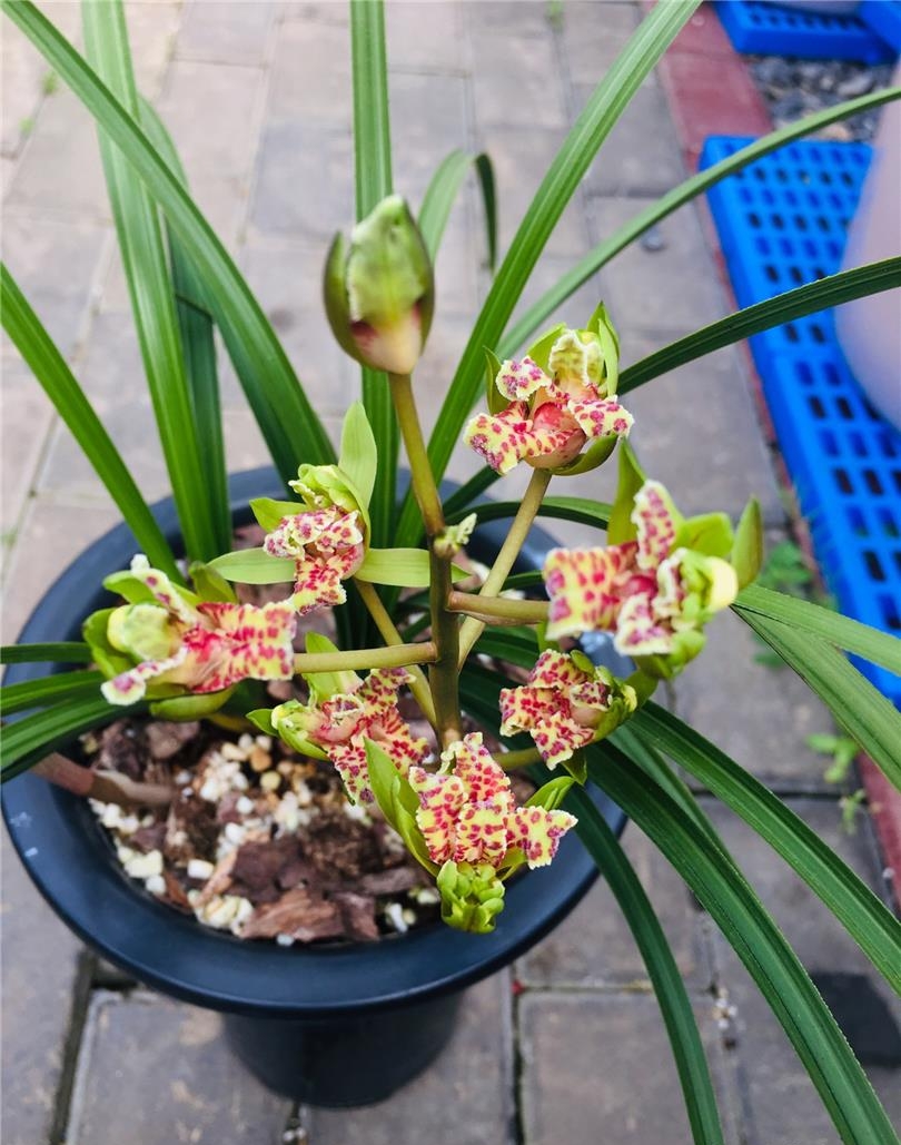 蕙兰极品牡丹,这盆开的牛逼