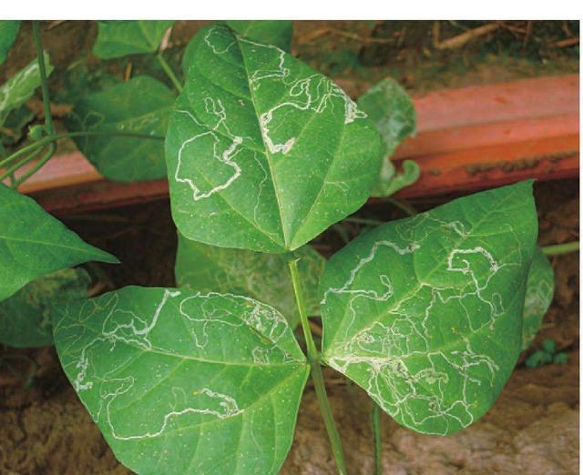 蔬菜上美洲斑潜蝇危害重,为您分析发生规律,帮你做好防治工作!