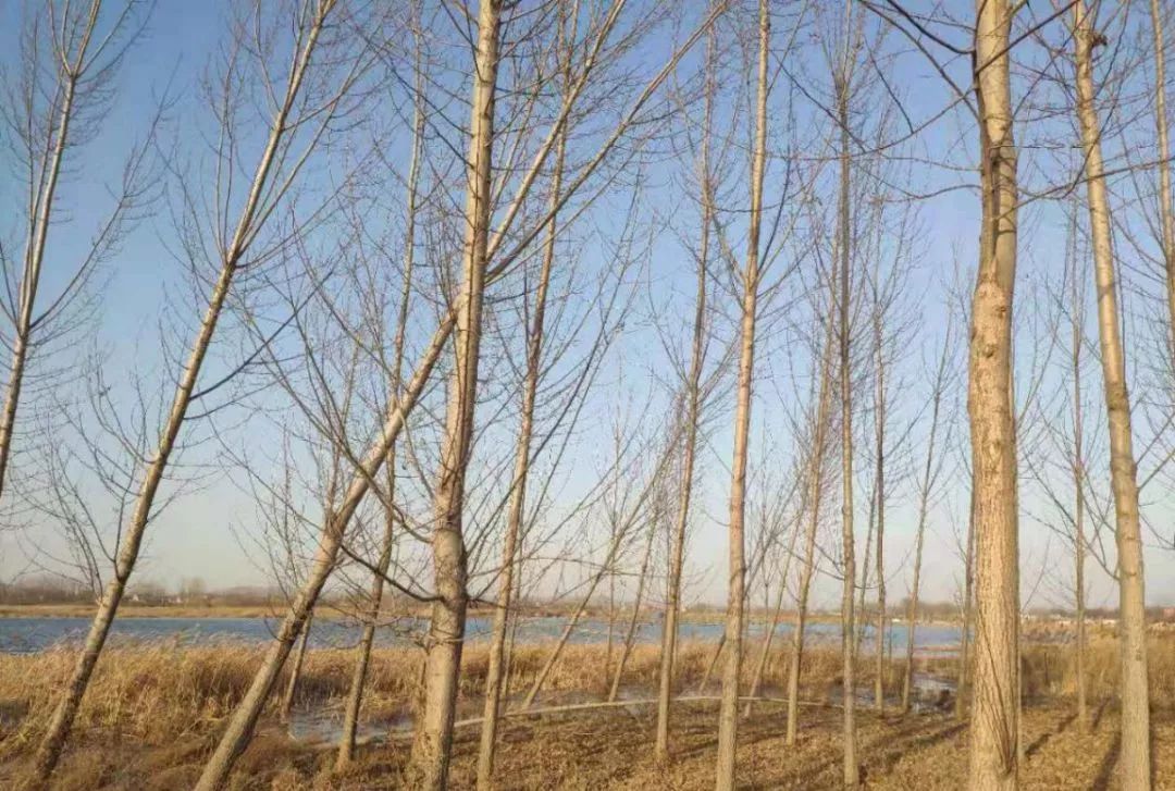 玉田后湖湿地,在这里遇见最初的自己