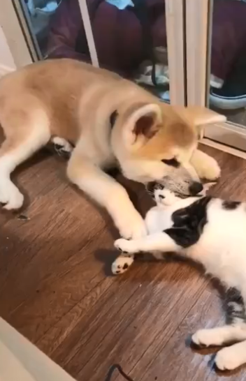 回家看见狗狗正在咬猫咪的头,场面非常惊险,查看监控后被暖哭