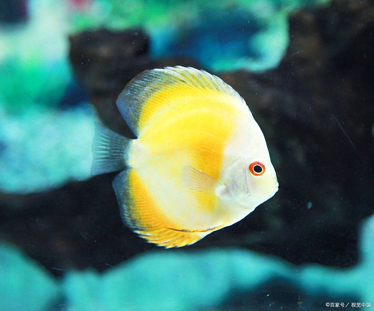 养殖天使鱼有哪些技巧