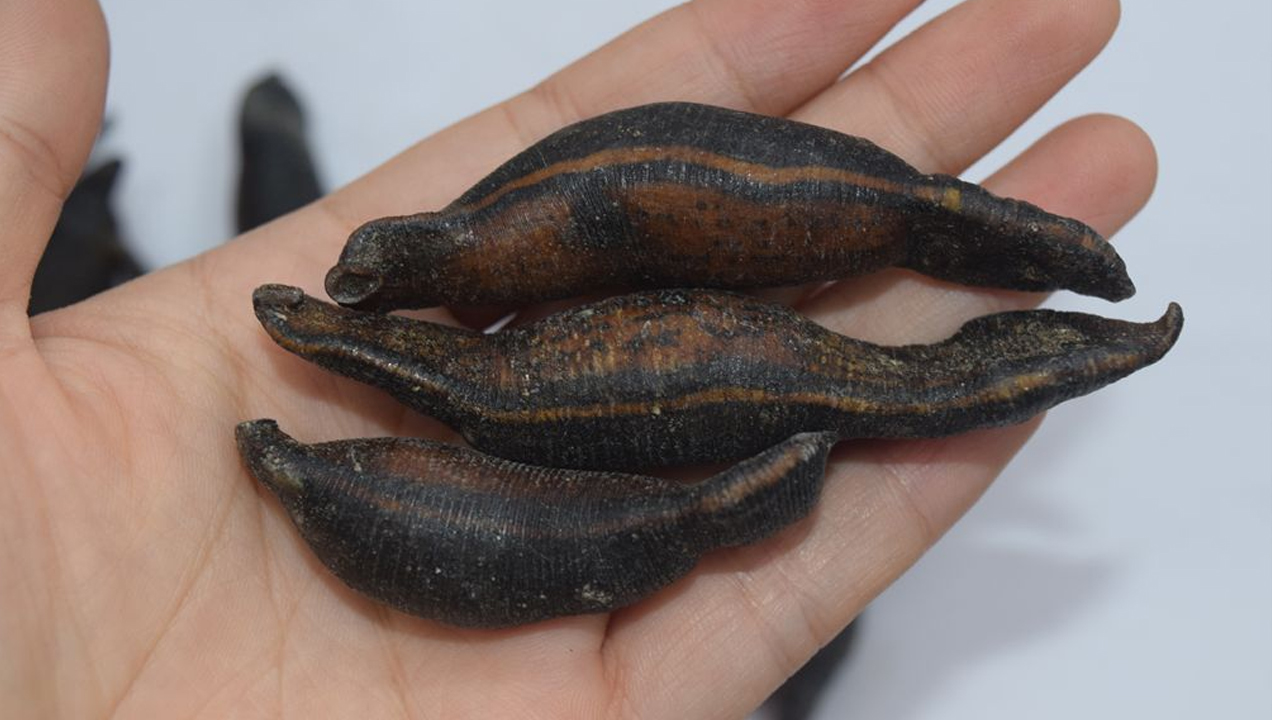 让人闻风丧胆的蚂蟥,居然是难得的"软黄金"!