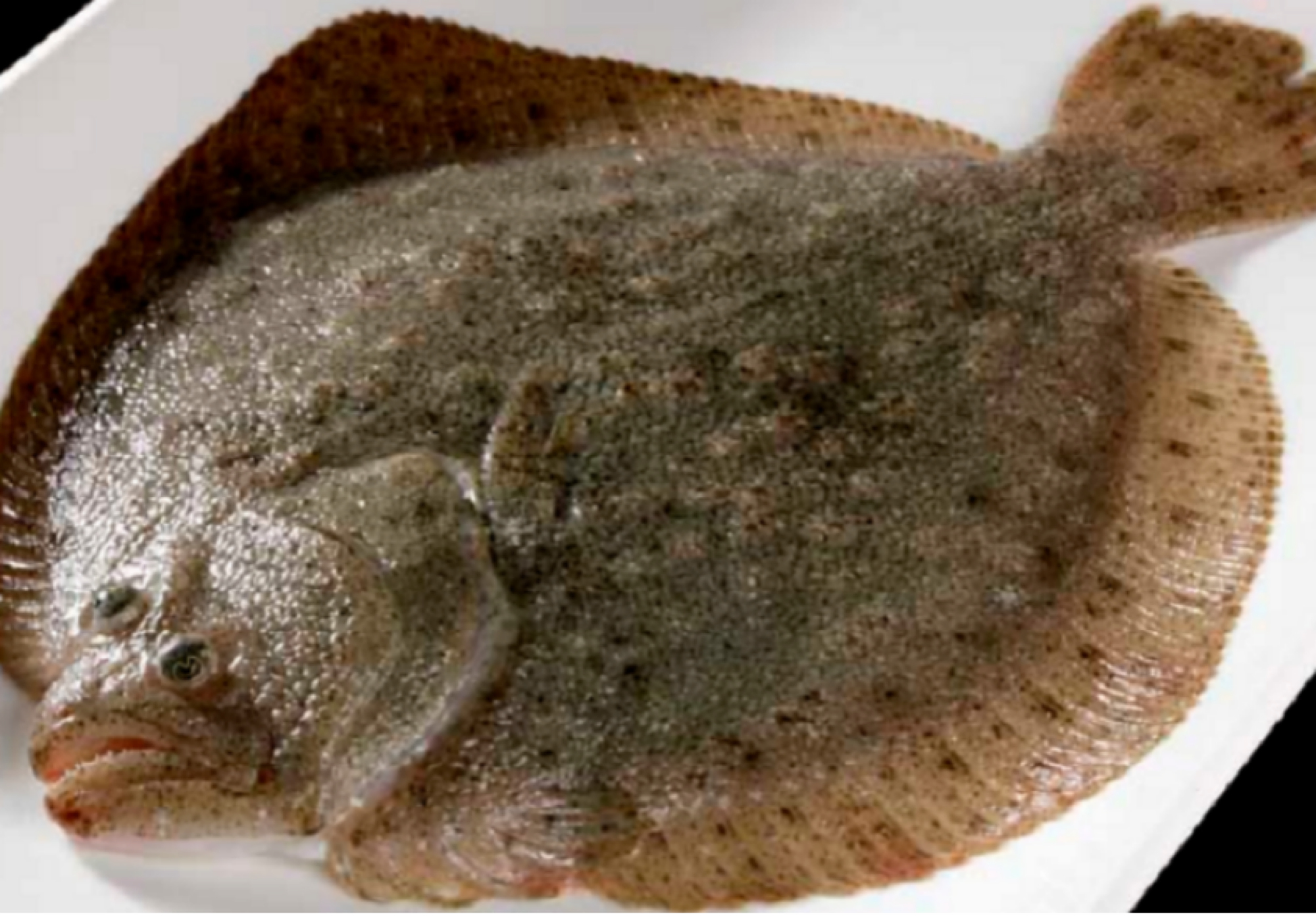 这5大最好吃的海鱼,你吃过几样,你还知道哪些海鱼更好吃?