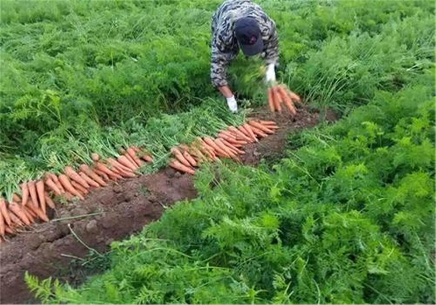 红罗卜喽 胡萝卜耧播种楼胡萝卜播种机器 - 热门商品专区