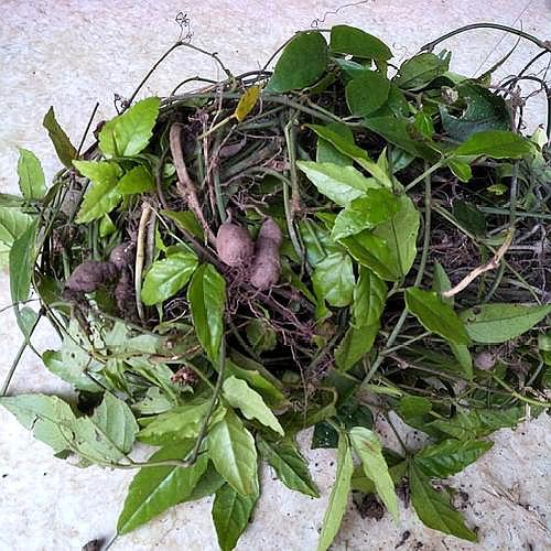 山里一野草,人称"石葫芦",10年前很常见,如果看到是福气