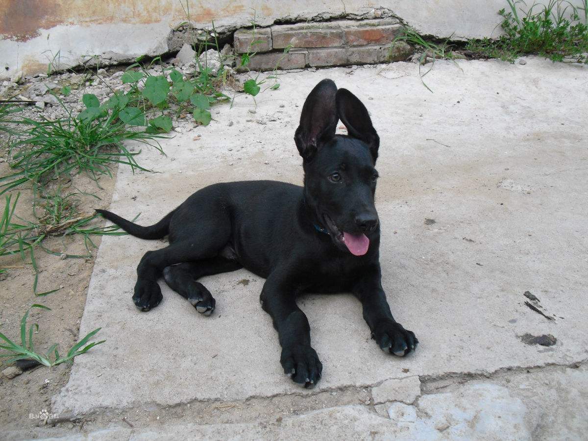 中华犬的骄傲,中国本土犬中最厉害的"犬种"!和狼青犬差不多!